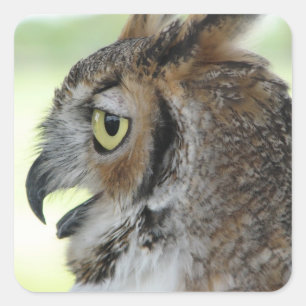 Great Horned Owl Portrait Square Sticker