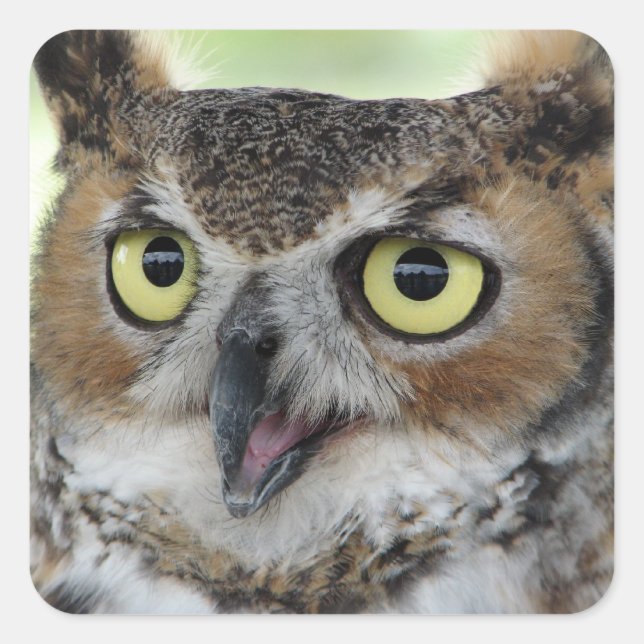 Great Horned Owl Portrait Square Sticker (Front)