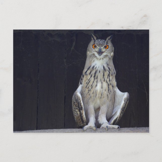 Great Horned Owl Postcard (Front)