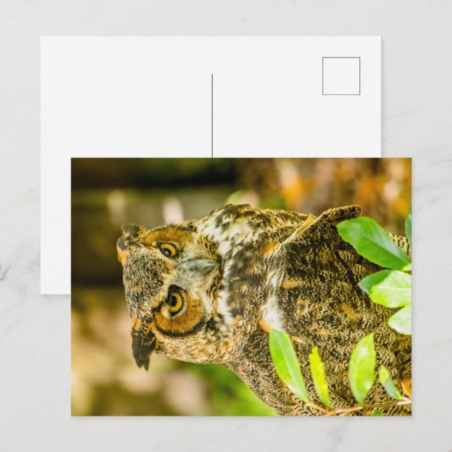 Great Horned Owl Postcard (Front/Back)