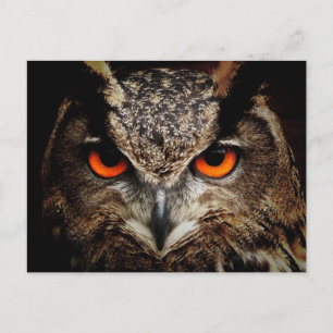great horned owl postcard