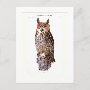Great Horned Owl Postcard