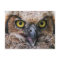 Great Horned Owl
