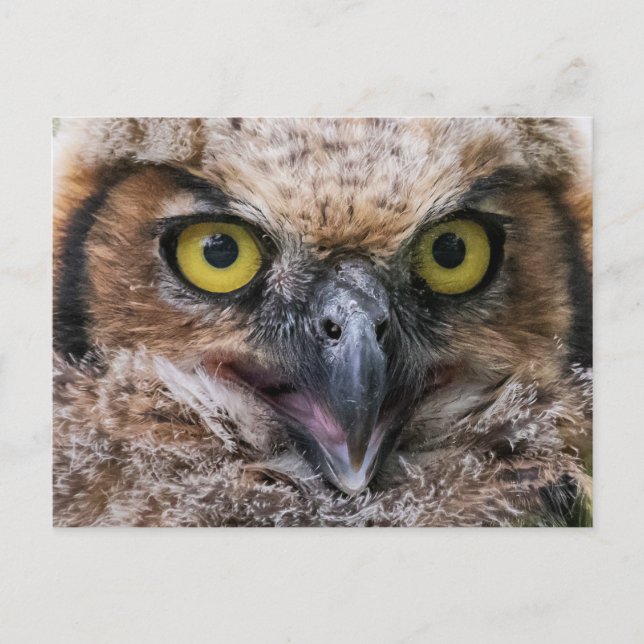Great Horned Owl Postcard (Front)