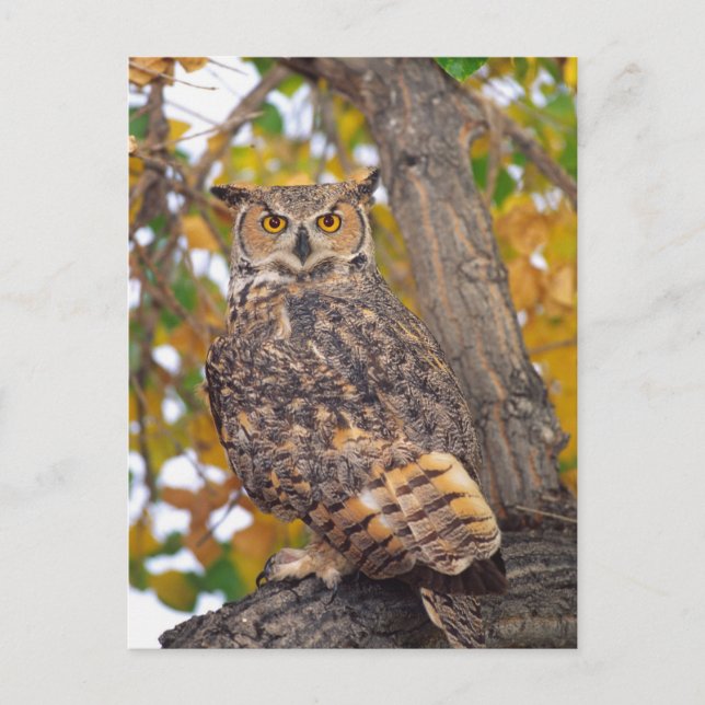 Great Horned Owl Postcard (Front)