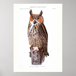 Great Horned Owl Poster
