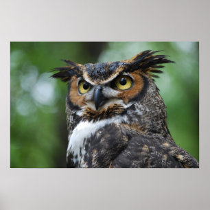 Great-Horned Owl Poster