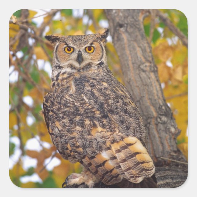 Great Horned Owl Square Sticker (Front)