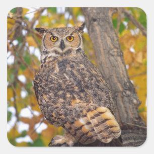 Great Horned Owl Square Sticker