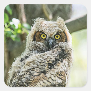 Great Horned Owl Square Sticker