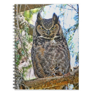Great Horned Owl Staring Notebook