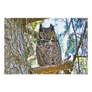 Great Horned Owl Staring Photo Print