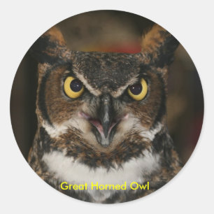 Great Horned Owl Stickers
