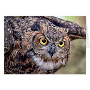 Great Horned Owl Taking Flight