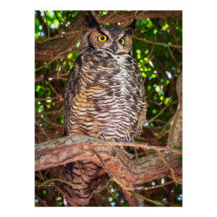 Great Horned Owl Wall Art Woodland Wildlife