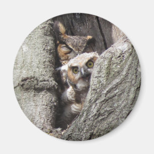 Great Horned Owl with newborn magnet