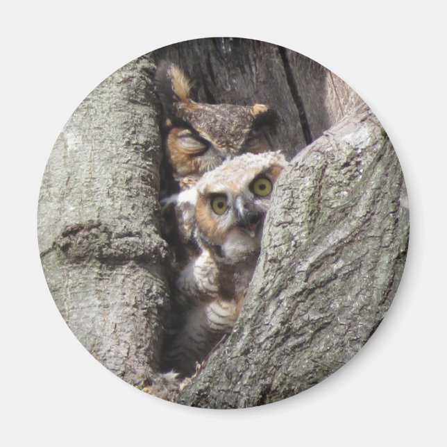 Great Horned Owl with newborn magnet (Front)