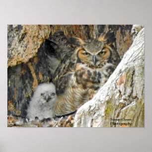 Great Horned Owl with Owlet Poster