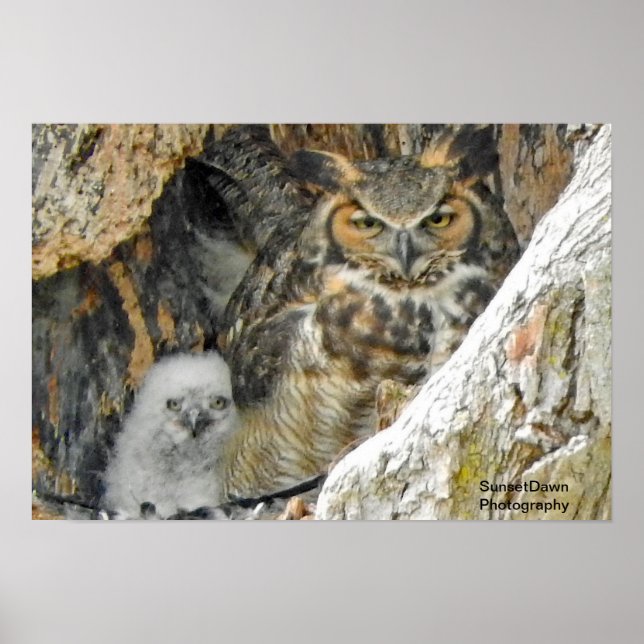 Great Horned Owl with Owlet Poster (Front)