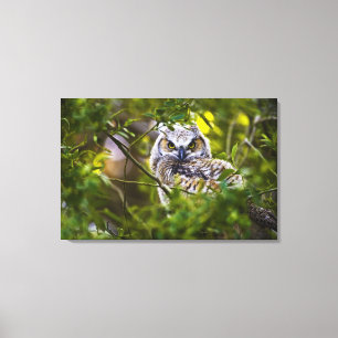 Great Horned Owlet Canvas Print
