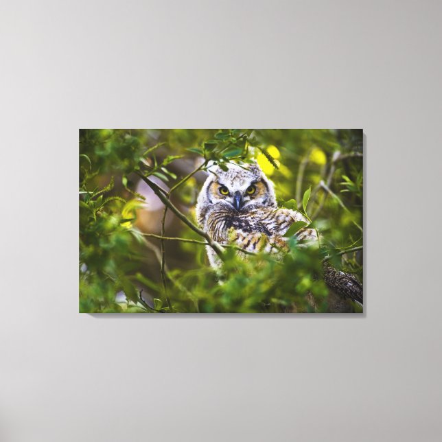Great Horned Owlet Canvas Print (Front)