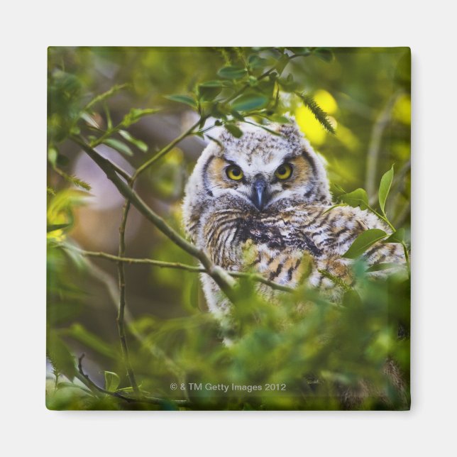 Great Horned Owlet Magnet (Front)