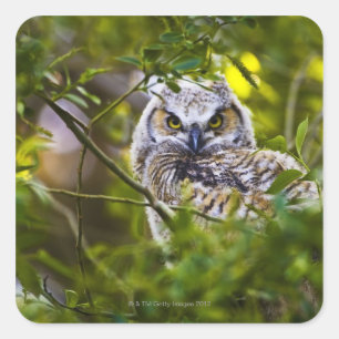 Great Horned Owlet Square Sticker