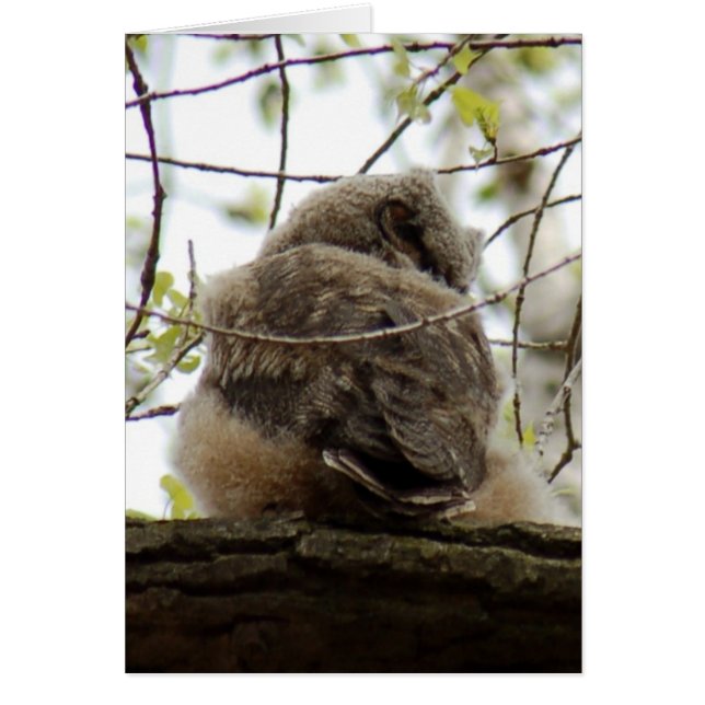 Great Horned Owlette Card (Front)