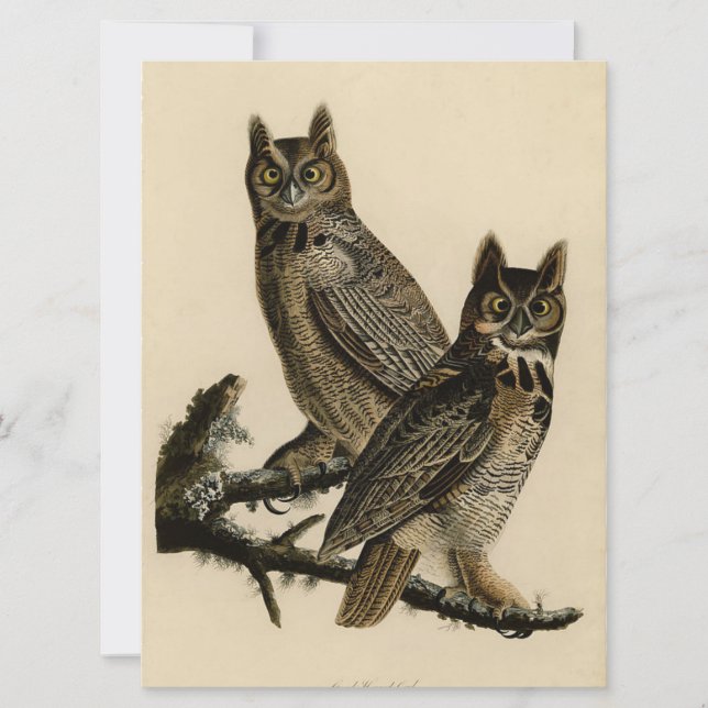 Great Horned Owls (by John James Audubon) Card (Front)