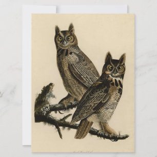 Great Horned Owls (by John James Audubon) Card