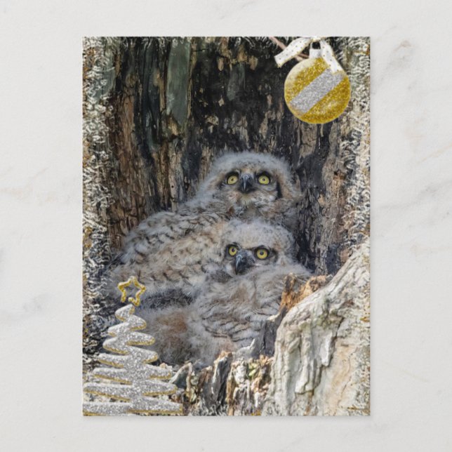 Great Horned Owls  Christmas Card (Front)