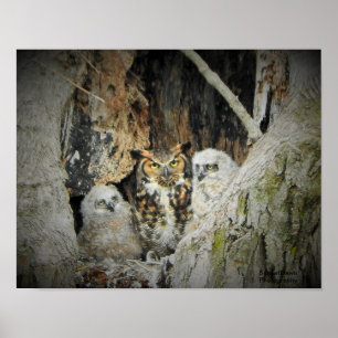 Great-Horned Owls Poster