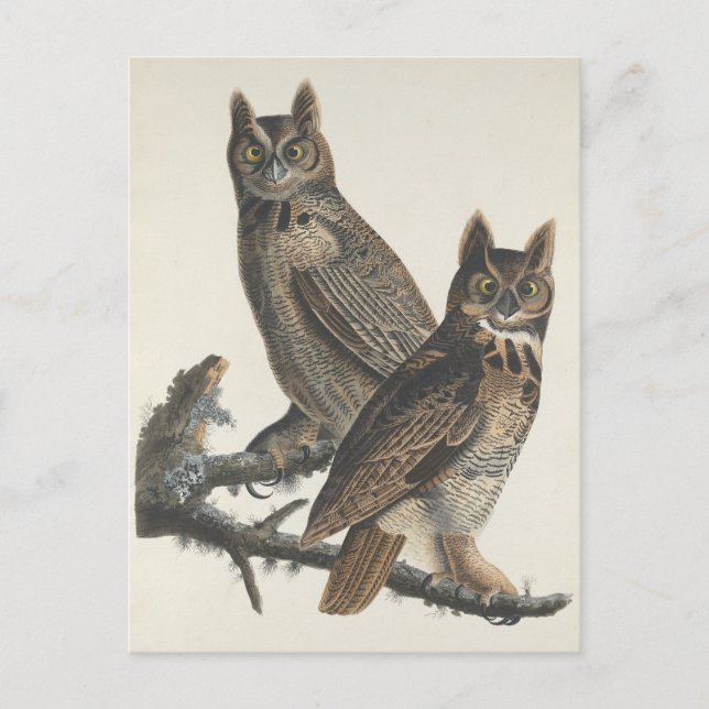Great Horned Owls Spooky Vintage Illustration Postcard (Front)