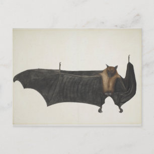 Great Indian Fruit Bat, c.1777-82 Postcard