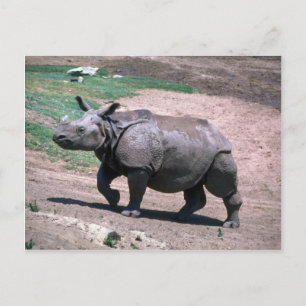 Great Indian One-Horned Rhino Postcard