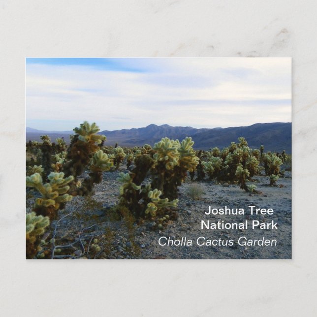 Great Joshua Tree Postcard! Postcard (Front)