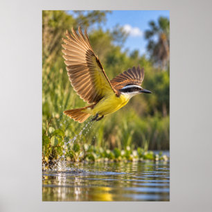 Great Kiskadee in Flight – Lower Rio Grande Valley Poster