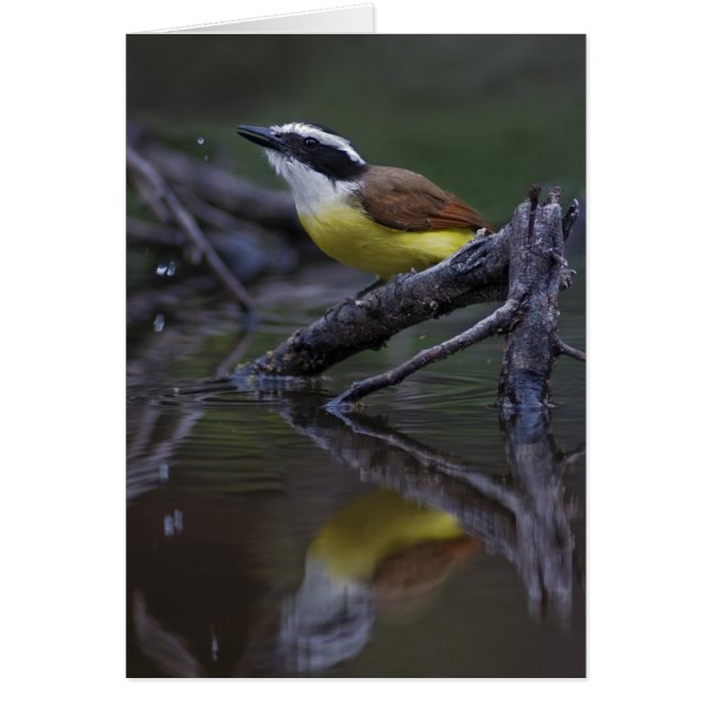 Great Kiskadee (Pitangus sulphuratus) (Front)