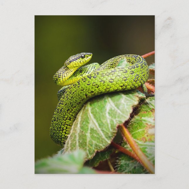 Great Lakes Bush Viper Postcard (Front)
