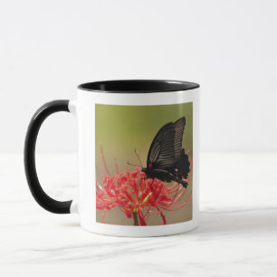 Great Mormon (Papilio memnon) on flower, Chiba Mug