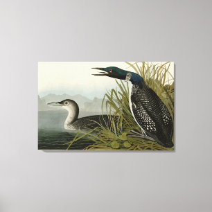 Great Northern Diver Loon Audubon Birds of America Canvas Print