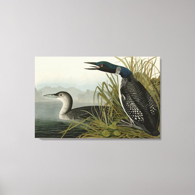 Great Northern Diver Loon Audubon Birds of America Canvas Print (Front)