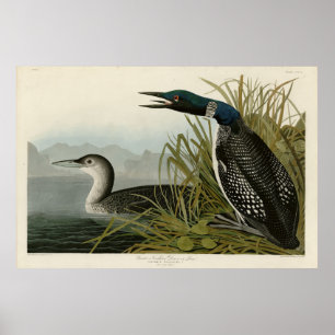 Great Northern Diver Loon Audubon Birds of America Poster