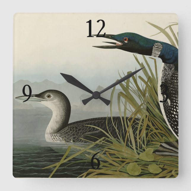 Great Northern Diver Loon Audubon Birds of America Square Wall Clock (Front)