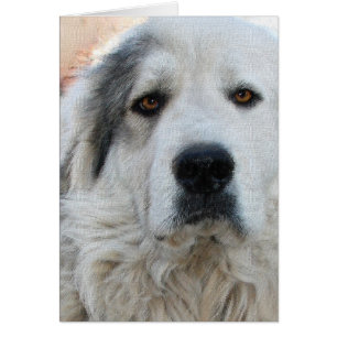 Great Pyrenees