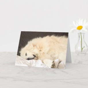 Great Pyrenees Blank Card