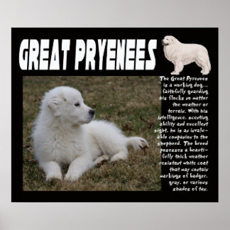 GREAT PYRENEES BREED CHARACTERISTICS POSTER