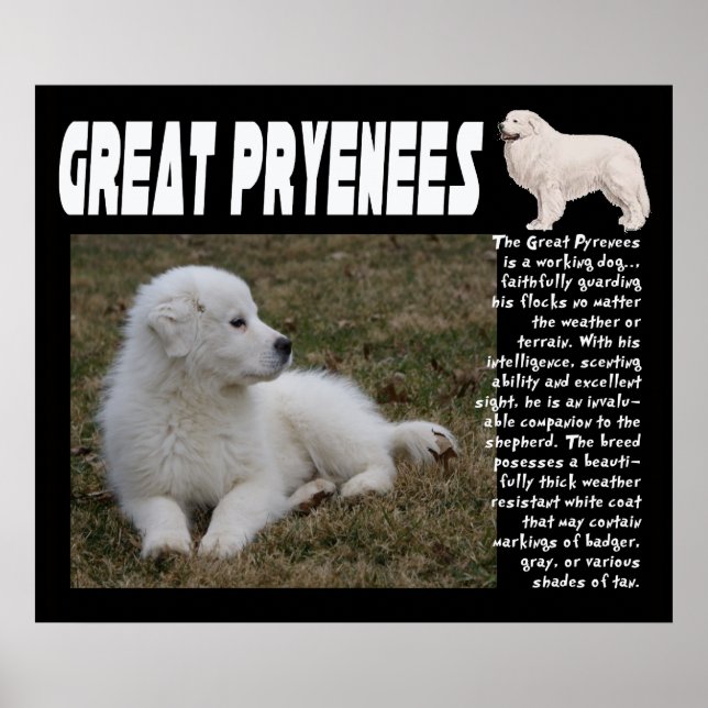 GREAT PYRENEES BREED CHARACTERISTICS POSTER (Front)