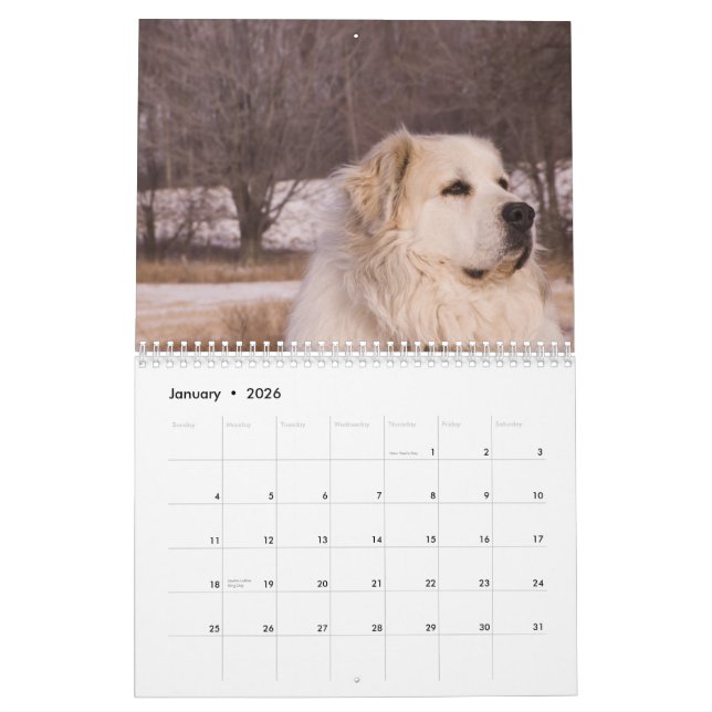 Great Pyrenees Calendar (Jan 2026)