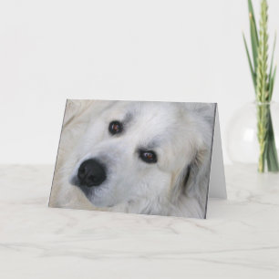 Great Pyrenees Card